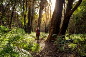 Bushwalk at Lambeth Reserve