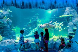 Aquarium Day