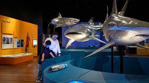 Shark Exhibition