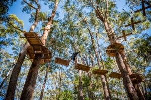 Treetops